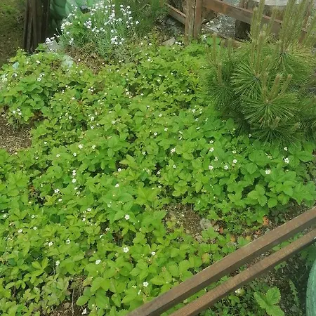 Natasa Сasa de vacaciones Divčibare